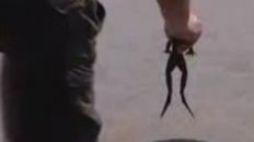 Serious Frog Jumpin' in Calaveras County