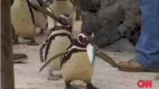Gay Penguins Break Up