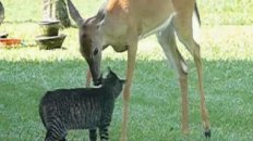 Retarded Deer Licks Cat