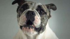 Pedigree Dogs Ad Shot 1000 FPS Using the Phantom Camera