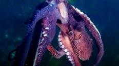 octopus steals my video camera and swims off with it (while it's recording)