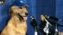 Kentucky Violated NCAA Rules While Recruiting Basketball-Playing Dog