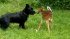 Baby Deer and Dog Playing