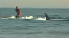 Surfing with a Great White Shark