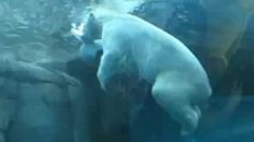 Polar Bear Poops!