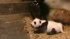 The Sneezing Baby Panda