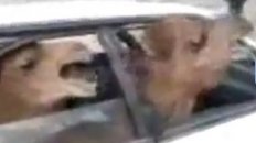 Two Angry Camels in a Car