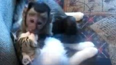 Monkey and Cat Make Out