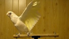 Frostie The Cockatoo Dancing To Shake Your Tail Feather!