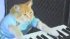 Keyboard Cat: True Internet Story