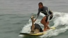 Cowabunga: A Surfing Alpaca!