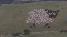 Extreme Sheep LED Art