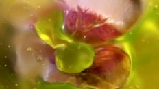 MARILYN MINTER official trailer for "Green Pink Caviar"